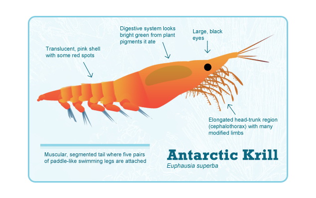 krill-diagram