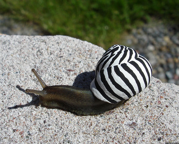 painted-snail-shell-20