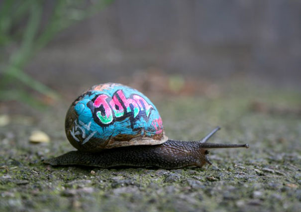 painted-snail-shell-6