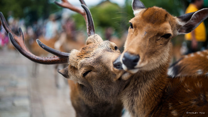 animal-couples-deer__880
