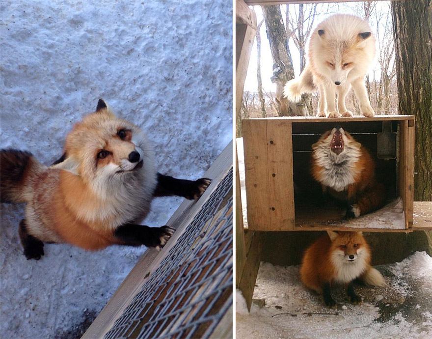 zao-fox-village-japan-1