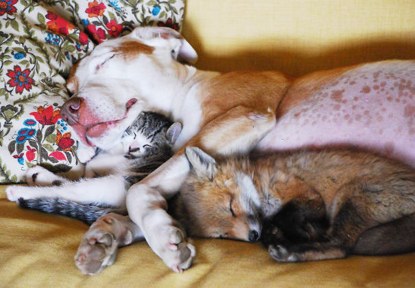 unlikely-sleeping-buddies-animal-friendship-55__605