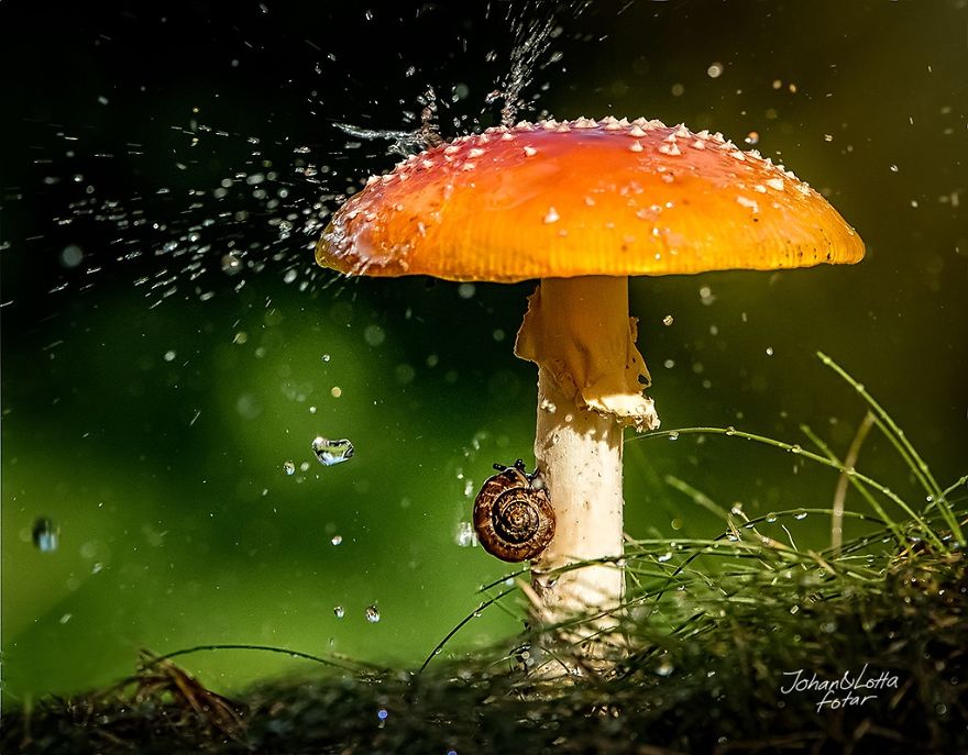 natural-umbrella-shelter-rain-animal-photography-1__880