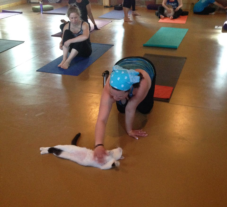 yoga-cats-shelter-adoption-homeward-bound-6