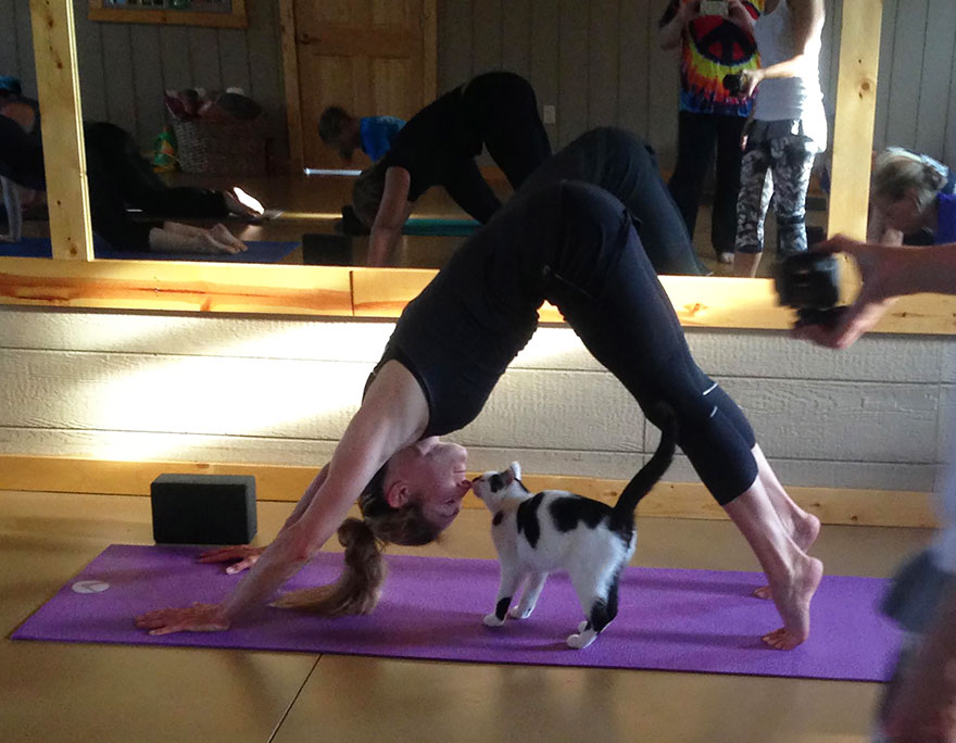 yoga-cats-shelter-adoption-homeward-bound-7